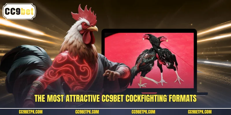 The most attractive CC9bet cockfighting formats